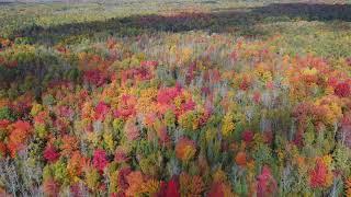 Fall Colors Drone Stock Footage V8