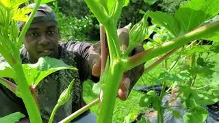 MOST Productive "OKRA PLANT I'VE EVER GROWN!!PLUS+ Its a Bush Variety