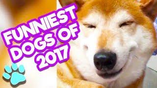 Funniest Dogs of 2017 | #thatpetlife