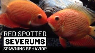 Beautiful Red Spotted Severums Spawning / Breeding Behavior