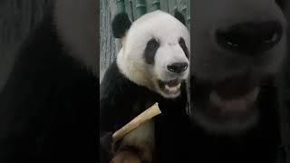 Panda Mengda eating bamboo #shorts #eatingsounds #panda
