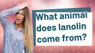 What animal does lanolin come from?