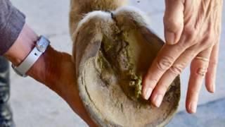 Pure Sole Hoof Mud Now Available at Roots!