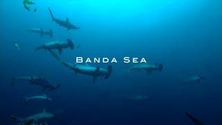 "Unveiling the Secrets of Banda Sea's Hammerhead Sharks: Thrilling Underwater Adventures!" #shark