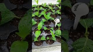 И СНОВА ЧЕРЕНКУЮ  #гортензии#черенкованиегортензий#новыесорта