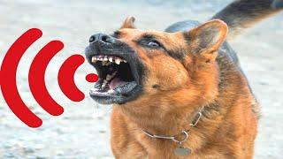 Angry Dog Barking Sounds|Kutte ki Awaaz|Kutte ki Bhokne ki Awaaz|Angry Dog|`Dog|Dog Barking|Dog awaz