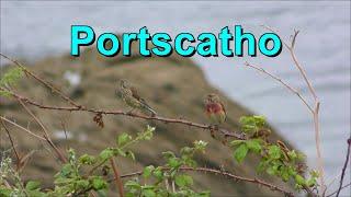 Portscatho Cliff Walk, Roseland, Cornwall