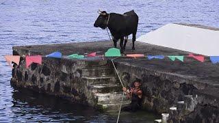 Tourada Porto São Fernando - Touros MR 14,1,71,72 - 29Jun2024 - Ilha Terceira - Açores