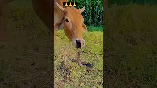 #love #cow #animals #nature #deer #song #navratrispecial ️️️