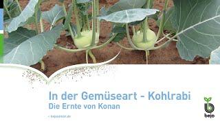 BEJO | In der Praxis - Kohlrabi | Ernte von Konan