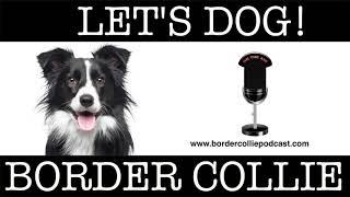 009 Der Border Collie als Familienhund mit Kindern