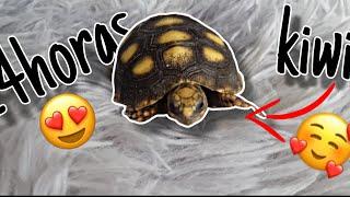 24 horas cuidando a Kiwi! Mi tortuga de tierra | Tattico Rodríguez 