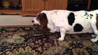 Dopey Basset Hound