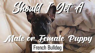 Male vs. Female French Bulldog