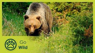 Italian Bears - Wild Italy: Top Predators 2/6 - Go Wild