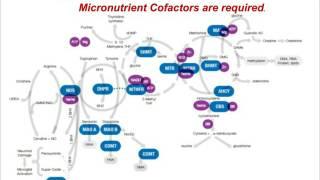 Introduction to Micronutrient Testing: Patterns and Pearls