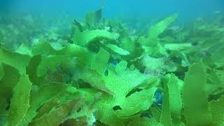 Arothron stellatus toadfish in kelp