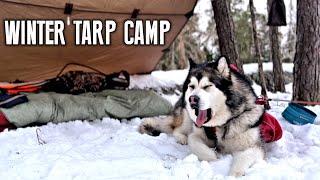 A windy winter overnight camp with Alaskan Malamute | Tarp shelter and bivvy
