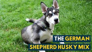 German Shepherd Husky Mix: A Pet Parent's Guide to The Gerberian Shepsky!