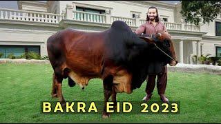 Bakra eid 2023 l Peshori vines