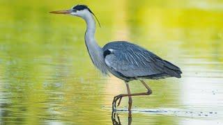 Grey Heron // bird // wildlife// animals// explore with Kelly 4K // Nature