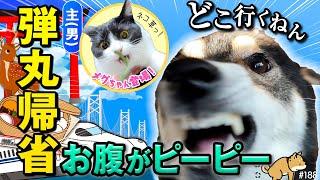 下痢になっちまった柴犬を置いて、急遽帰省する不安しかない飼い主