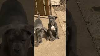 Cane Corso Puppies