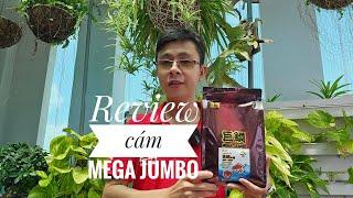 Fish 180: Review cám Mega Jumbo, thức ăn chuyên dụng dành cho cá vàng