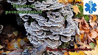 Гриб иммуномодулятор - Траметес разноцветный и с чем можно спутать | Trametes versicolor