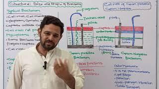 Cell wall | Gram Positive bacteria | Gram negative bacteria | NBF | Class 11 | FBISE