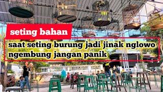 ketika seting burung jadi jinak nglowo ngembung jangan panik