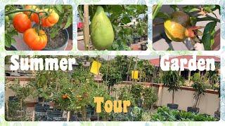 Organic Summer Vegetables And Fruits Garden Tour Of My Terrace Garden