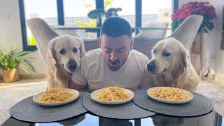 Spaghetti Eating Competition: My Golden Retriever Dogs vs. Me