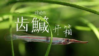 【草缸】开箱有趣的红线小飞棍Hemirhamphodon phaiosoma & 随便聊聊