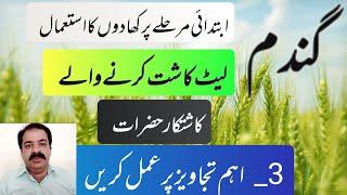 3 Crucial Tips for Late Wheat Cultivation Success | wheat farming | zarai mashwary | Sajjad khaira