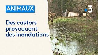 À cause de leurs barrages, des castors provoquent des inondations à quelques mètres d'habitations