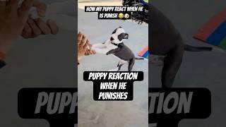 My puppy reaction when he punishes #oreopuppy #pitbull #shorts #viral #trending #comedy #funny