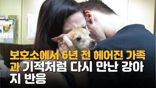 보호소에서 6년 전 헤어진 가족과 기적처럼 다시 만난 강아지 반응