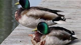 "Best Friends" #Males #MallardDucks #BIRDS #Wildlife #Nature #Ontario #CANADA #ElyssePoetis #EP