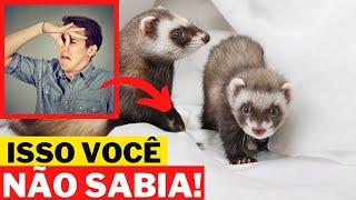 12 CURIOSIDADES SOBRE O FURÃO (FERRET) | ANIMAIS DE ESTIMAÇÃO