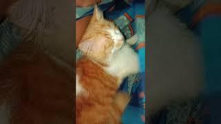 Cat #kucing #youtubeshorts #newvideo #funny #cute #fyp #short
