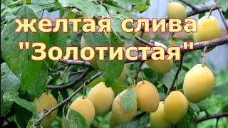 Желтая слива "Золотистая".