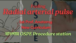 Procedure of feeling radial arterial pulse II 1st Prof. Anatomy Practical II Anatomy OSPE