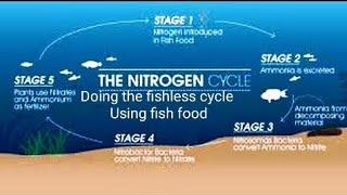 Cycling your fish tank using the fishless method using fish food