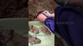 上山挖兔子洞抓小兔子 上山挖兔子洞抓小兔子，自家山上散养的兔子兔子 动物 农村创业养殖 三农 抖音助农