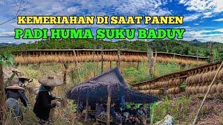 Kegiatan Langka Panen Padi di Suku Baduy