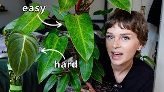 easiest vs hardest philodendron in my collection 