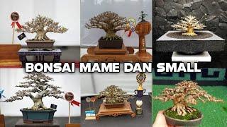 Kumpulan inspirasi Bonsai mame dan small terbaik se Indonesia