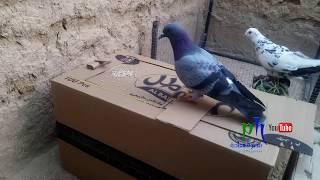 Very clever pigeons - watch how they deal with the dangerous area of ​​the trap 