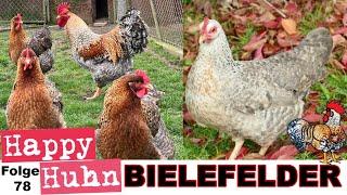 Bielefelder Kennhühner + Zwerg-Bielefelder im Rasseportrait bei HAPPY HUHN Folge 78 #hühnerhaltung